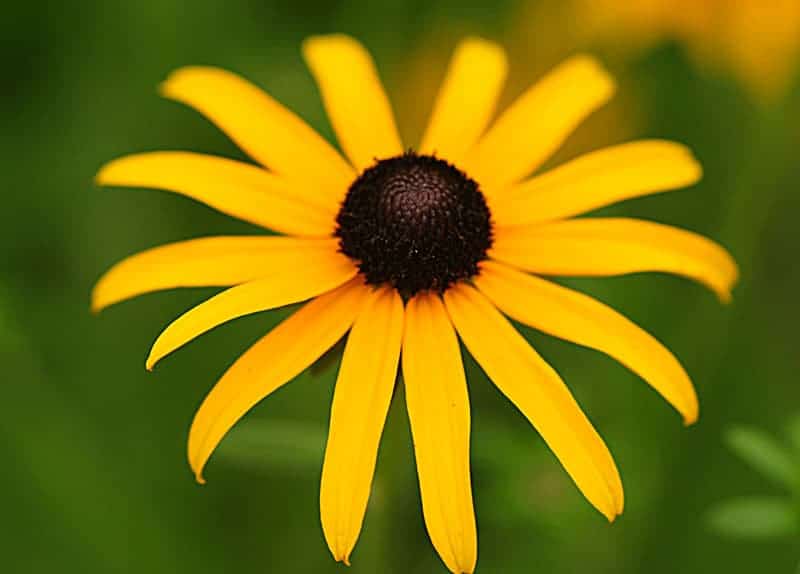 black-eyed-susan-6