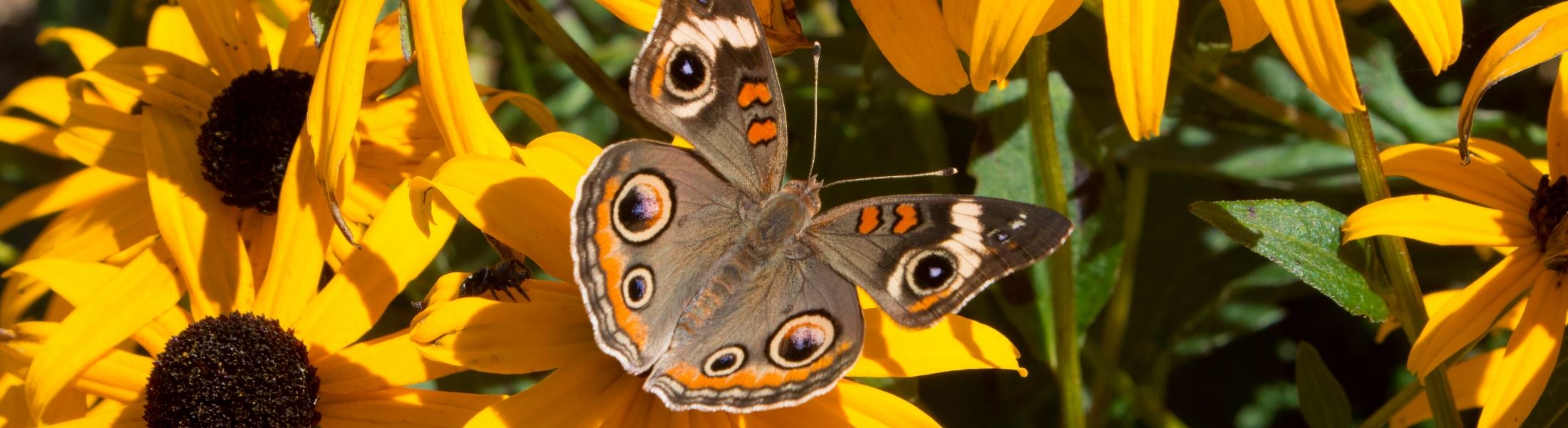 butterfly on flowers